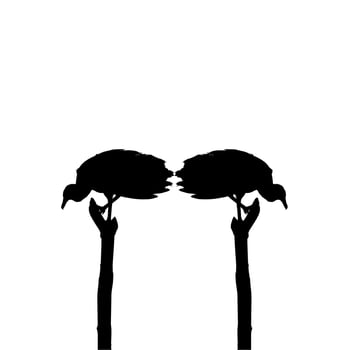 Silhouette of the Black Vulture Bird, Based on my Photography as Image Reference, Location in Nickerie, Suriname, South America. Vector Illustration
