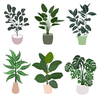 Set of vector realistic detailed house tropical palm plant pot for intrior design and decoration.