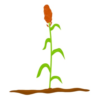 Sorghum tree vector illustration isolated on white background. Cereals as a staple food. Agricultural grain crops.