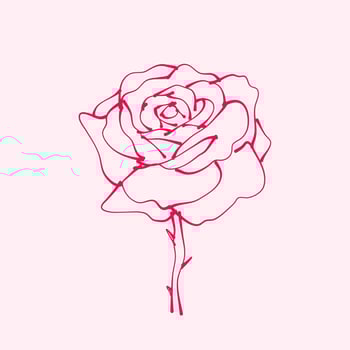 hand drawn rose. drawing of rose flower. Rose flower illustration in hand drawn style. cute flower. pink outline. vector