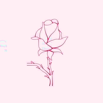 hand drawn rose. drawing of rose flower. Rose flower illustration in hand drawn style. cute flower. pink outline. vector