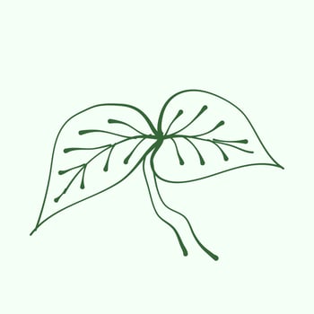 leaf outline for decoration. Vector Leaf Silhouette. Hand drawn branches with leaves and branch. plant.