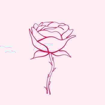 hand drawn rose. drawing of rose flower. Rose flower illustration in hand drawn style. cute flower. pink outline. vector