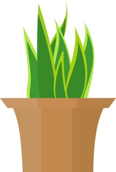 vector graphic illustration, indoor plant, Sansevieria Trifasciata Laurentii, snake plant, flat design