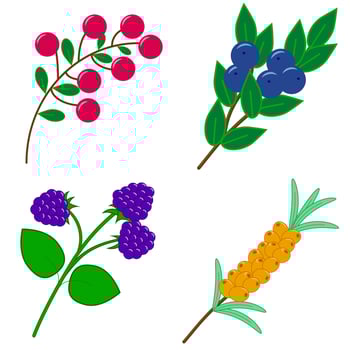 a set of twigs with sweet berries vector