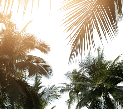 tropical coconut palm leaves tree for summer background on transparent png file