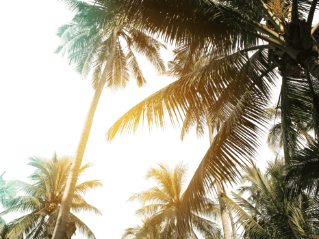 tropical coconut palm leaves tree for summer background on transparent png file