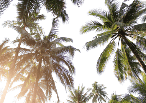 tropical coconut palm leaves tree for summer background on transparent png file