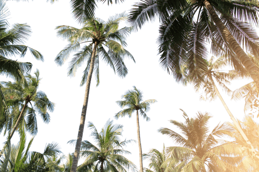 tropical coconut palm leaves tree for summer background on transparent png file