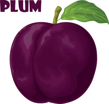 Plum. Dark purple plum. Fresh sweet plum. Ripe juicy plum berry. Vegetarian organic product. Vector illustration isolated on a white background
