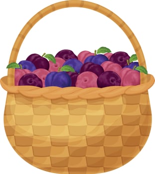 Plums. Ripe plums in the basket. Basket with fresh plums. Garden fruits. Vegetarian organic products. Vector illustration isolated on a white background