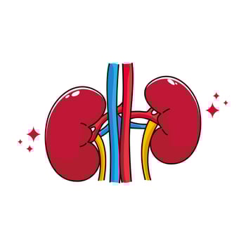 Human internal organ with kidney. Vector cartoon flat icon illustration isolated on white background.