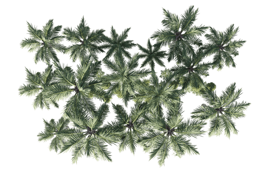 3d rendering illustration tree isolate png