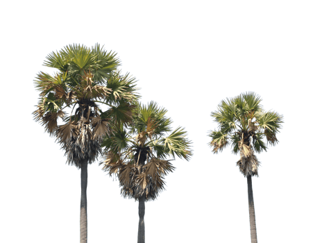Asian Palmyra palm, Toddy palm, Sugar palm, on transparent background png file