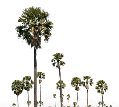 Asian Palmyra palm, Toddy palm, Sugar palm, on transparent background png file