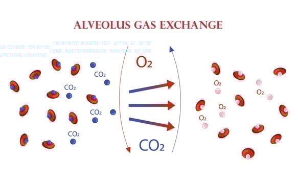Oxygen and carbon dioxide exchange scheme in alveoli scheme vector