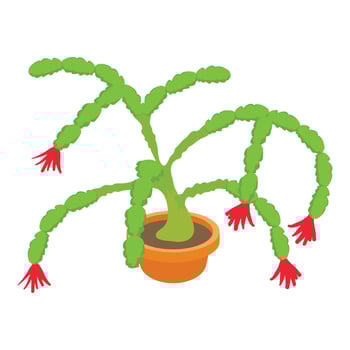 Christmas cactus icon, cartoon style vector