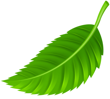 Leaf Transparent Background png