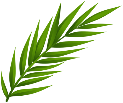 Leaf Transparent Background png
