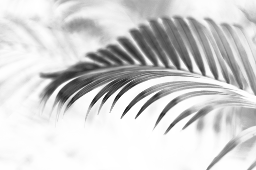 tropical branch black palm leaf with shadow on transparent background png file