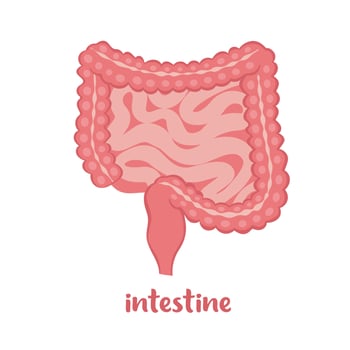 Human intestine, internal organ icon. Anatomy, medicine concept, Healthcare. Vector illustration in flat style isolated on white background.