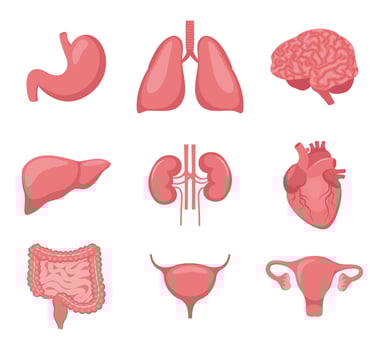 Human organ set. Heart, brain, lungs, liver, stomach, intestines, bladder, kidneys, uterus and ovaries. Internal organs. Design element for medicine, biology, education. Vector illustration.