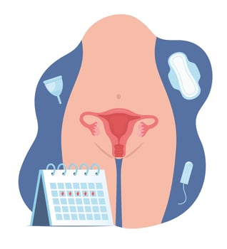 Menstruation. Woman body anatomy, uterus. Various feminine hygiene products. Panties, pads, cups. Woman reproductive health illustration. Gynecology. Anatomy. Vector concept.