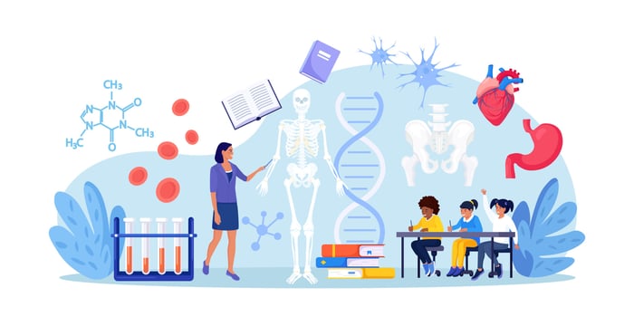 Anatomy school subject. Students studying human skeleton. Teacher pointing at chalkboard, teaching kids. Pupils learn nervous, bone, organs, blood systems. Biology classes, medicine vector