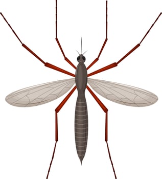 The mosquito is a blood-sucking insect. Top view. Detailed vector illustration isolated on white background.