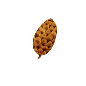 Watercolor pine cone png