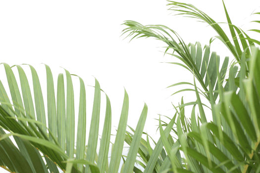 green tropical branch palm leaf with shadow on transparent background png file