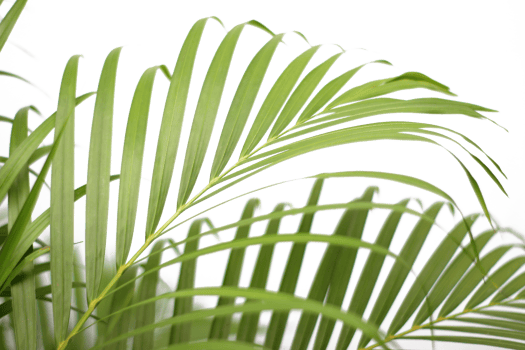 green tropical branch palm leaf with shadow on transparent background png file