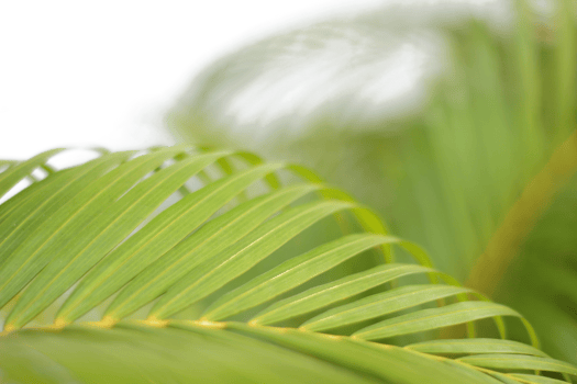 green tropical branch palm leaf with shadow on transparent background png file