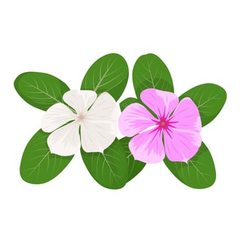 Vector illustration of madagascar periwinkles or catharanthus roseus, pink flower in bloom, isolated on white background.