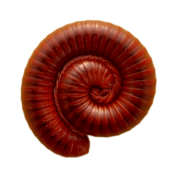 rolling centipede with transparent background png