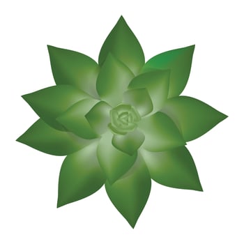 Fresh succulent icon, realistic style vector