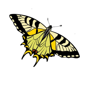 Tiger swallowtail butterfly vector