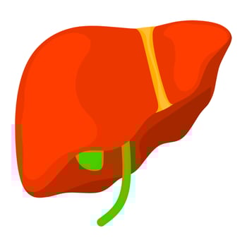 Anatomical structure of the liver. Illustration of organs in the liver canal. Great for medical treatment, medical science, pharmacy and education. vector