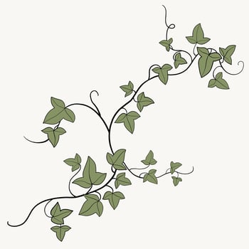 Floral ivy drawing decorative ornament flat design. vector