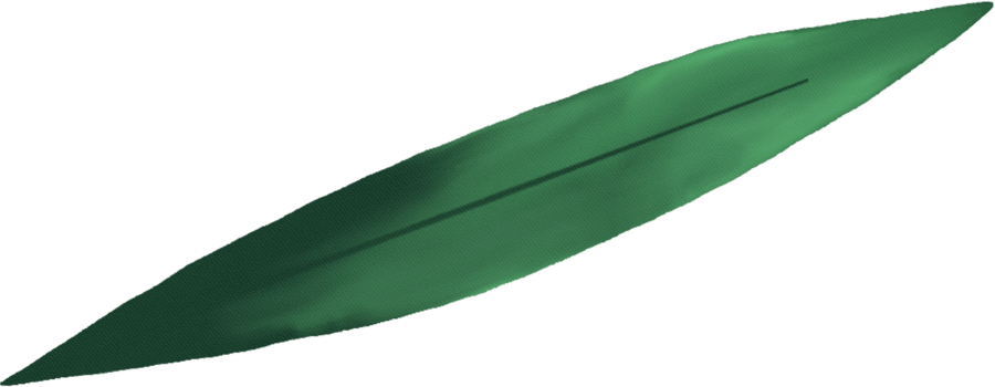 watercolour green leaf png