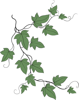 Simplicity ivy freehand drawing png