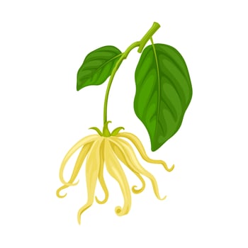 Vector illustration, cananga flower,also known as ylang ylang, scientific name Cananga odorata, isolated on white background.