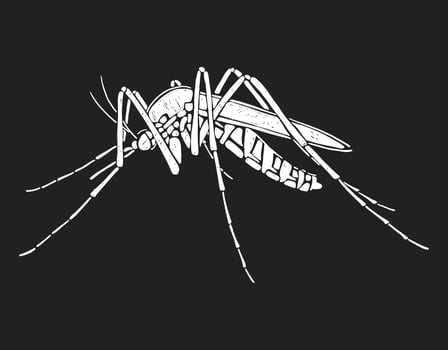 Mosquito silhouette. Black and white vector illustration on black background