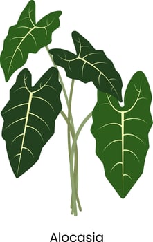 alocasia house plant vector