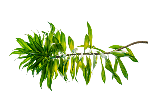 Fragrant Dracaena Tree Dracaena fragrans transparent background PNG file