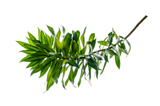 Fragrant Dracaena Tree Dracaena fragrans transparent background PNG file