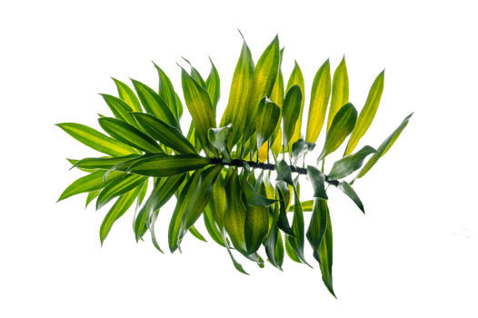 Fragrant Dracaena Tree Dracaena fragrans transparent background PNG file