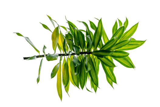 Fragrant Dracaena Tree Dracaena fragrans transparent background PNG file