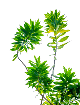 Fragrant Dracaena Tree Dracaena fragrans transparent background PNG file