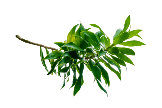 Fragrant Dracaena Tree Dracaena fragrans transparent background PNG file